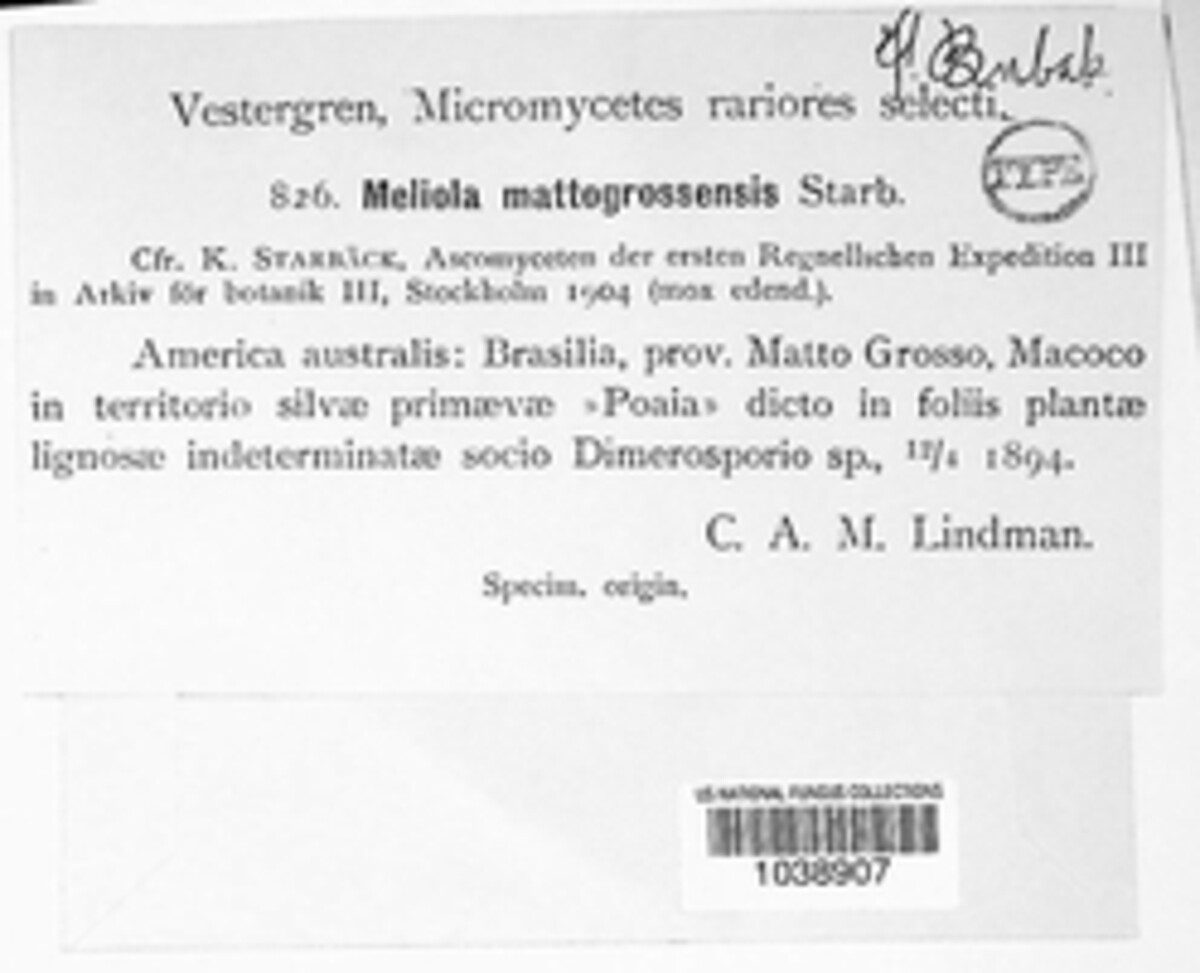 Meliola mattogrossensis image